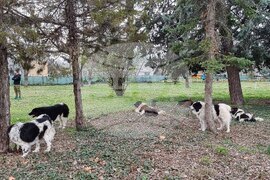 Пловдив - Каракачански кучета - юбилейна изложба