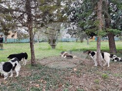 Пловдив - Каракачански кучета - юбилейна изложба