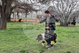 Пловдив - Каракачански кучета - юбилейна изложба