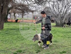 Пловдив - Каракачански кучета - юбилейна изложба