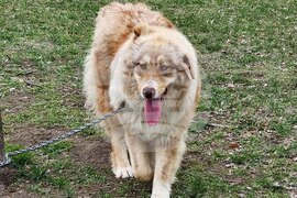 Пловдив - Каракачански кучета - юбилейна изложба