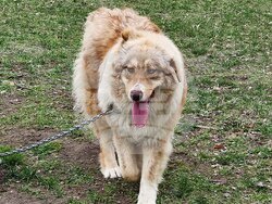 Пловдив - Каракачански кучета - юбилейна изложба