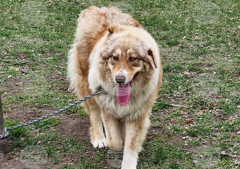 Пловдив - Каракачански кучета - юбилейна изложба
