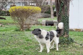 Пловдив - Каракачански кучета - юбилейна изложба