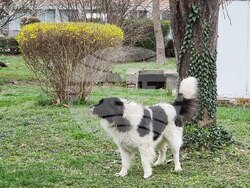 Пловдив - Каракачански кучета - юбилейна изложба