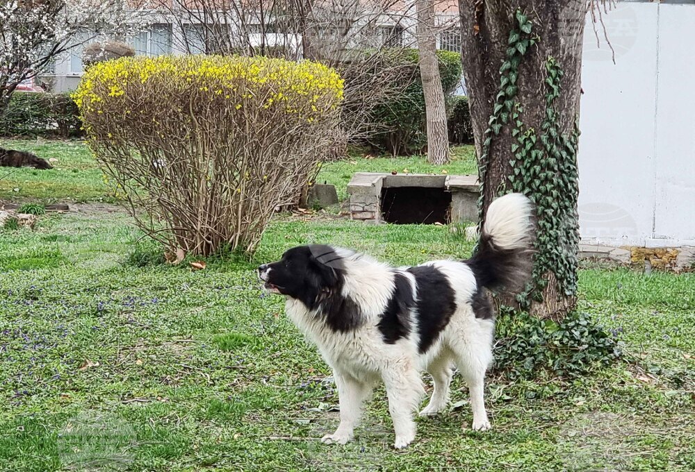 Пловдив - Каракачански кучета - юбилейна изложба
