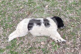 Пловдив - Каракачански кучета - юбилейна изложба