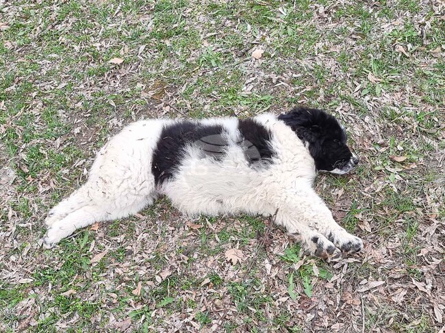 В центъра на Самоков са открити три мъртви кучета 