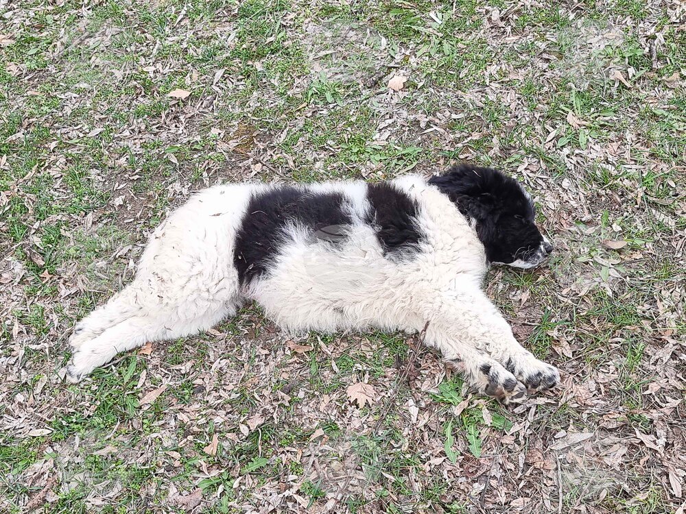 Пловдив - Каракачански кучета - юбилейна изложба