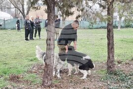 Пловдив - Каракачански кучета - юбилейна изложба