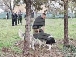 Пловдив - Каракачански кучета - юбилейна изложба