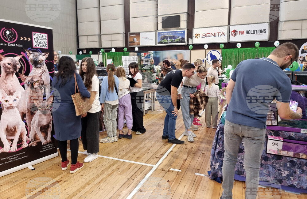 Варна - изложба - котки