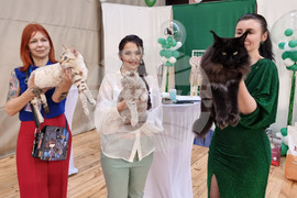 Варна - изложба - котки