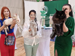 Варна - изложба - котки