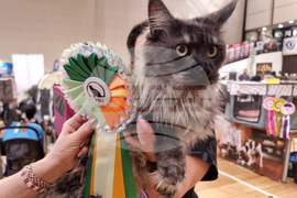 Варна - изложба - котки