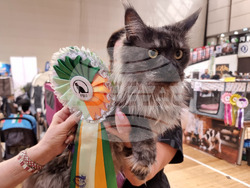 Варна - изложба - котки