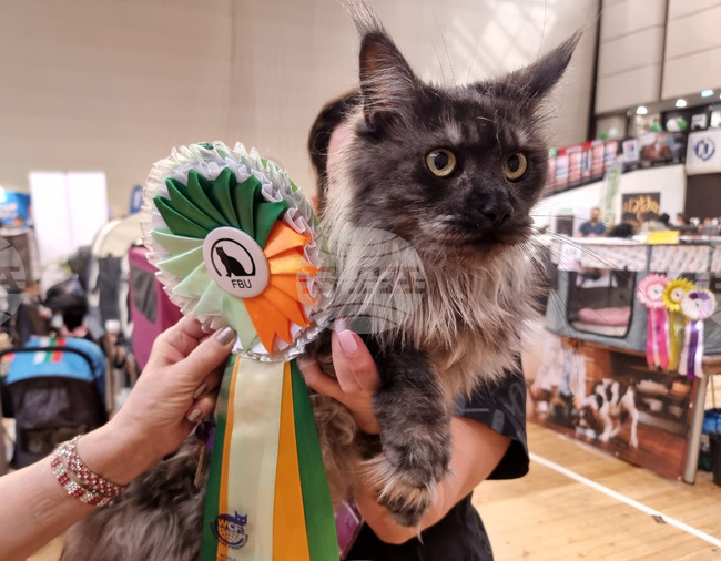 Варна - изложба - котки