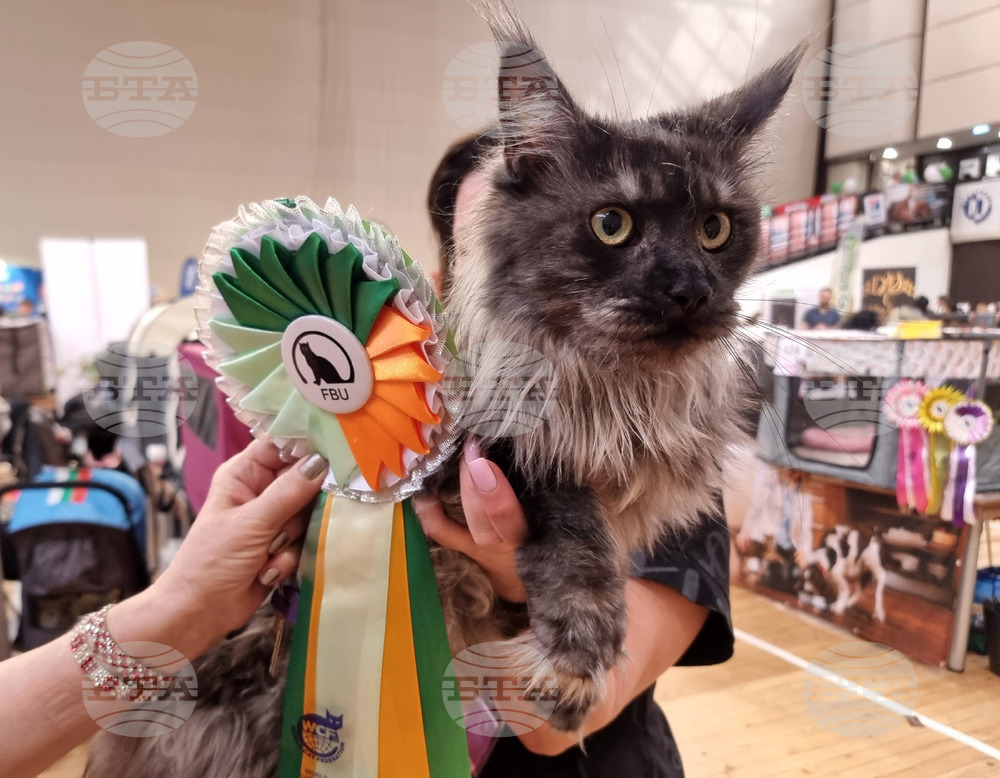 Варна - изложба - котки