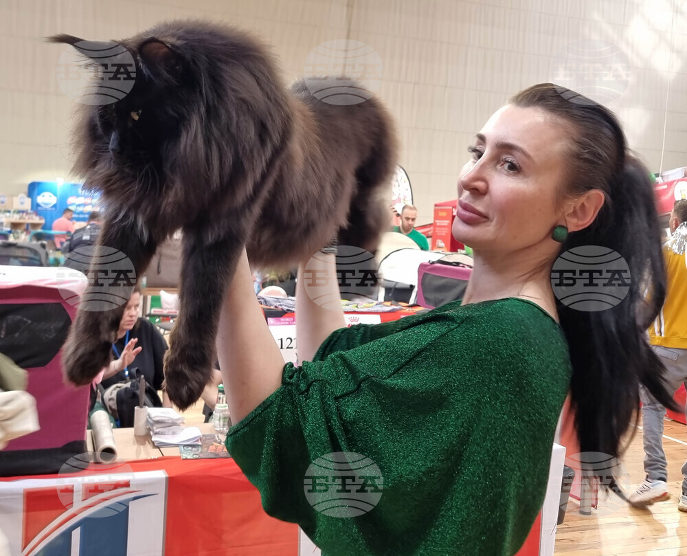 Варна - изложба - котки