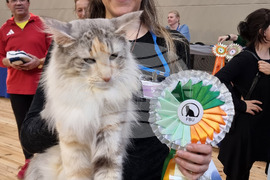 Варна - изложба - котки