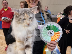 Варна - изложба - котки