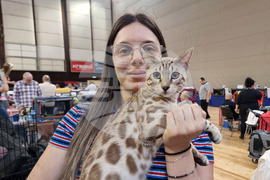 Варна - изложба - котки