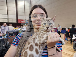 Варна - изложба - котки