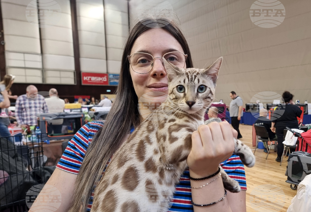 Варна - изложба - котки