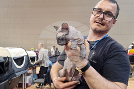 Варна - изложба - котки