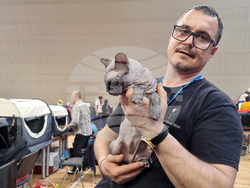 Варна - изложба - котки