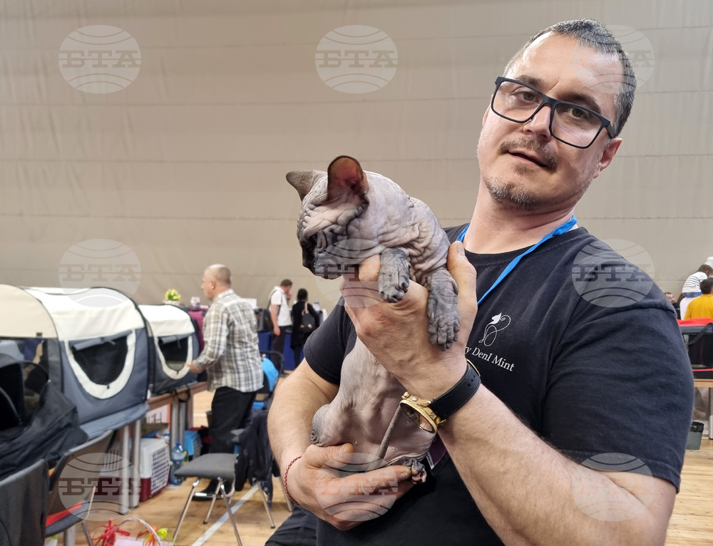 Варна - изложба - котки