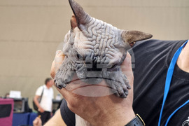 Варна - изложба - котки