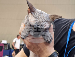 Варна - изложба - котки