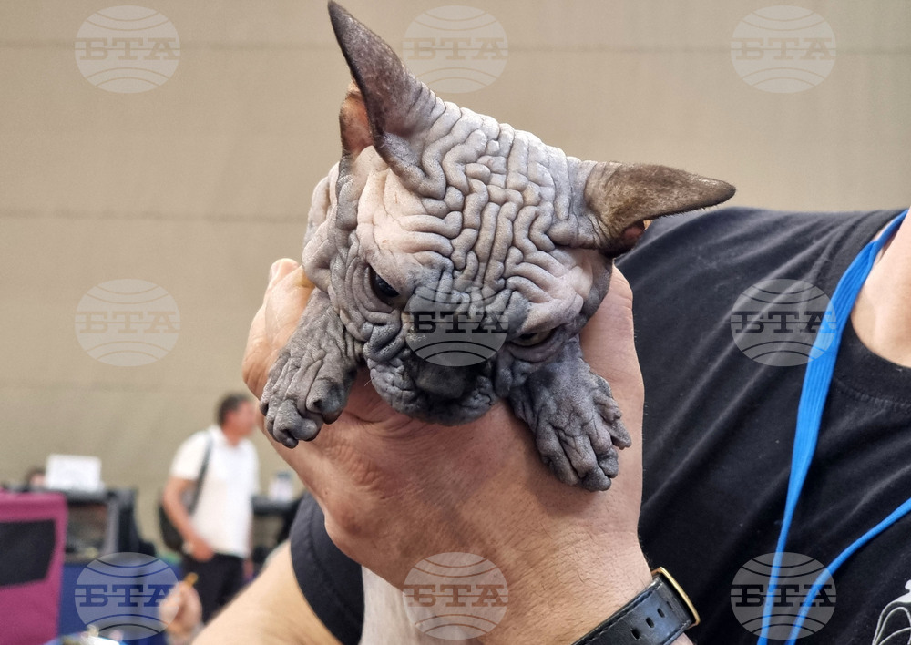 Варна - изложба - котки