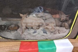 Варна - изложба - котки