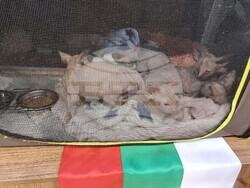 Варна - изложба - котки