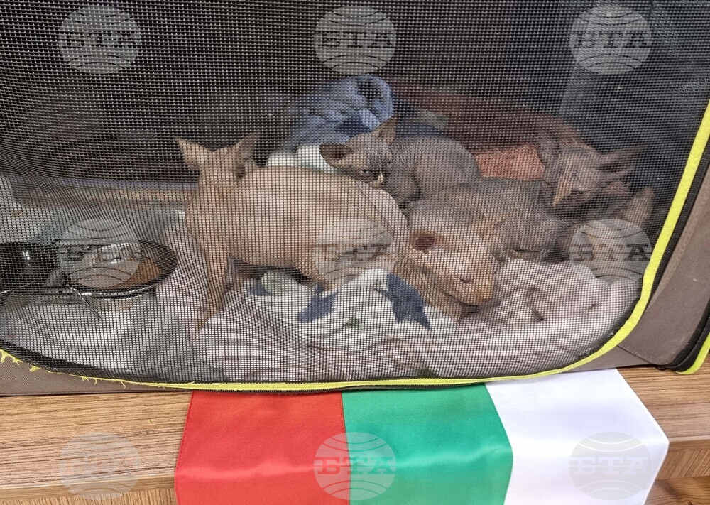 Варна - изложба - котки