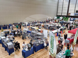 Варна - изложба - котки