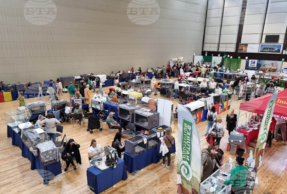 Варна - изложба - котки