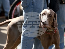 Протест срещу насилието над животни