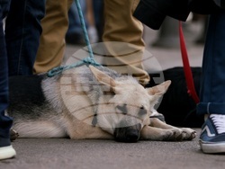 Протест срещу насилието над животни