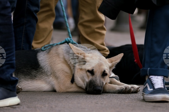 В Бургас се проведе протестен поход срещу насилието над животни