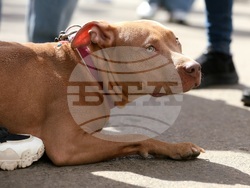 Протест срещу насилието над животни