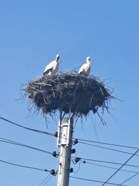 В кубратското село Божурово долетяха първите щъркели