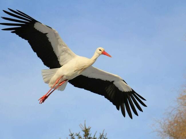 Първият щъркел в котленското село Пъдарево долетя тази сутрин