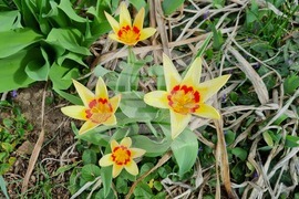 Търговище - пролетни цветя