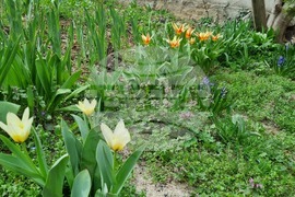 Търговище - пролетни цветя