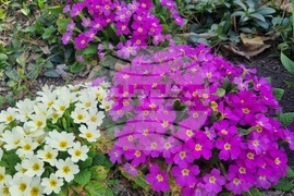 Търговище - пролетни цветя