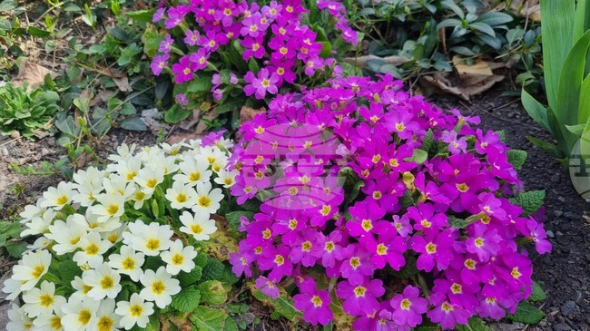 Прогноза за времето 