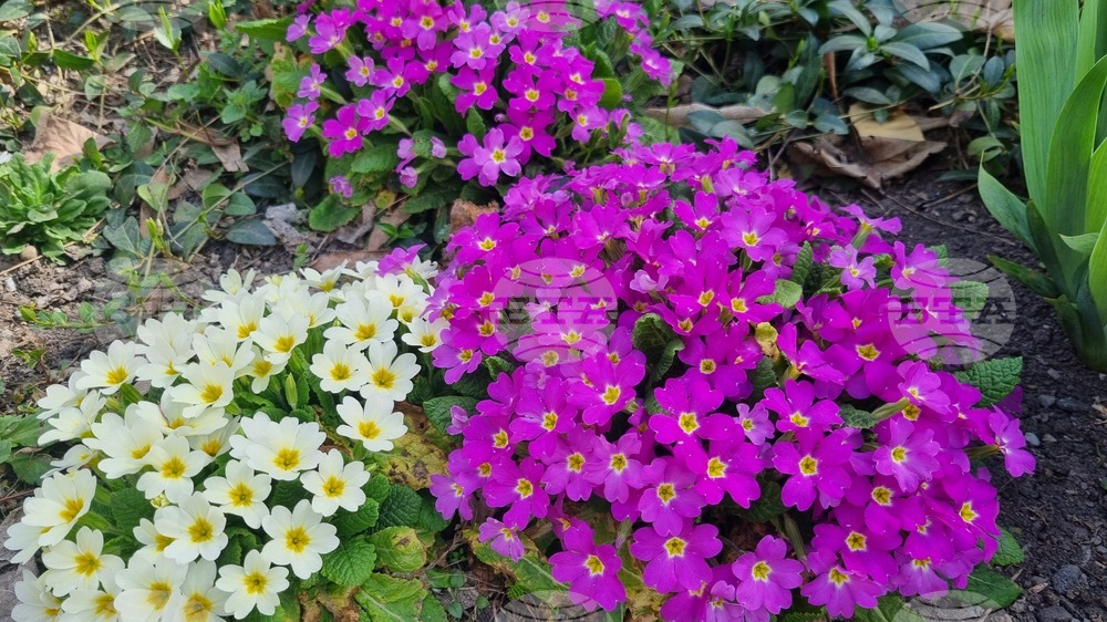 Търговище - пролетни цветя